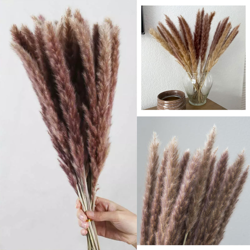 Jenwa's Pampas Grass